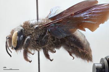 Media type: image;   Entomology 810628 Aspect: habitus lateral view